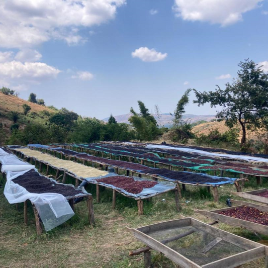 Mbuni - Omni Roast (trockene Aufbereitung)