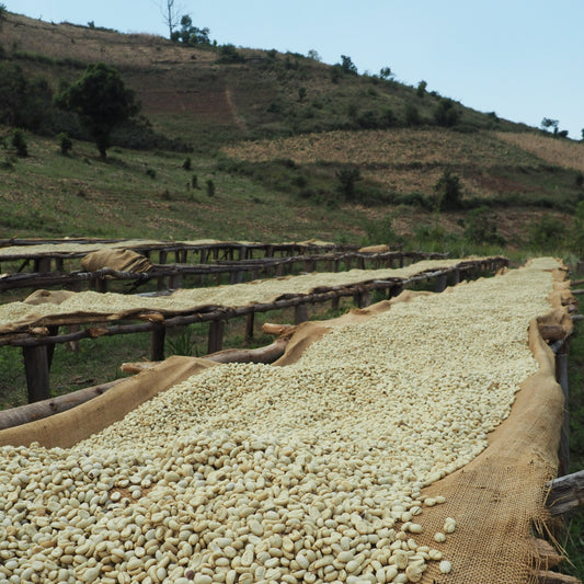 Khatikhati - Medium Roast (gewaschene Aufbereitung)